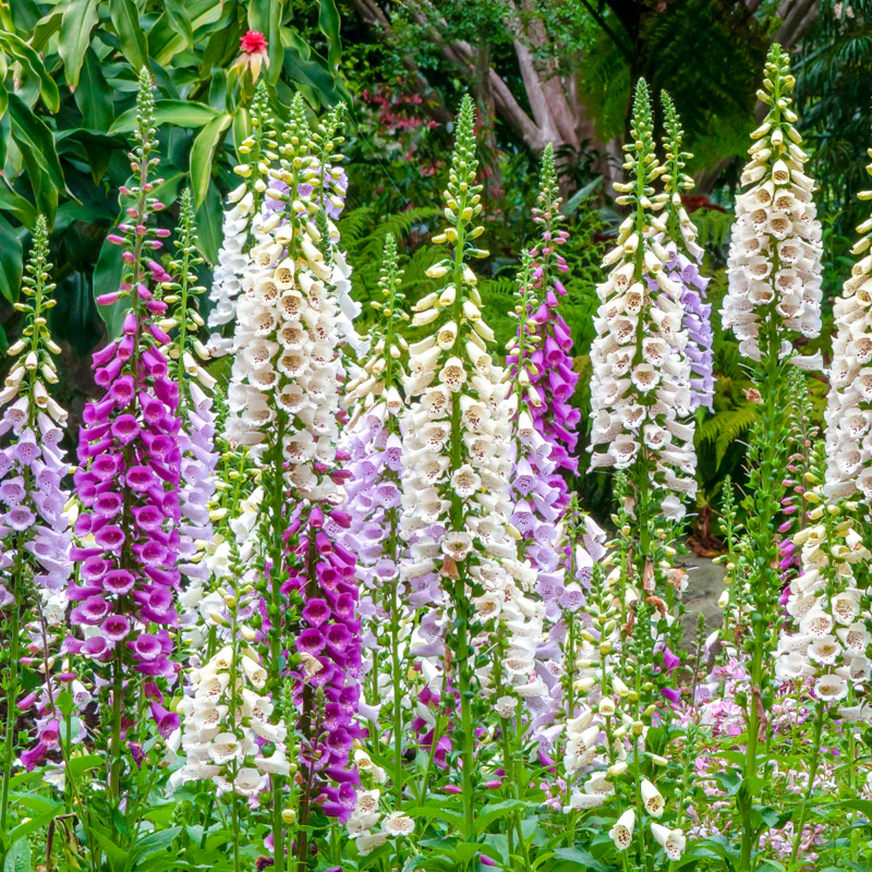 📣 Limited Supply 🌱 Stunning Foxglove Seeds