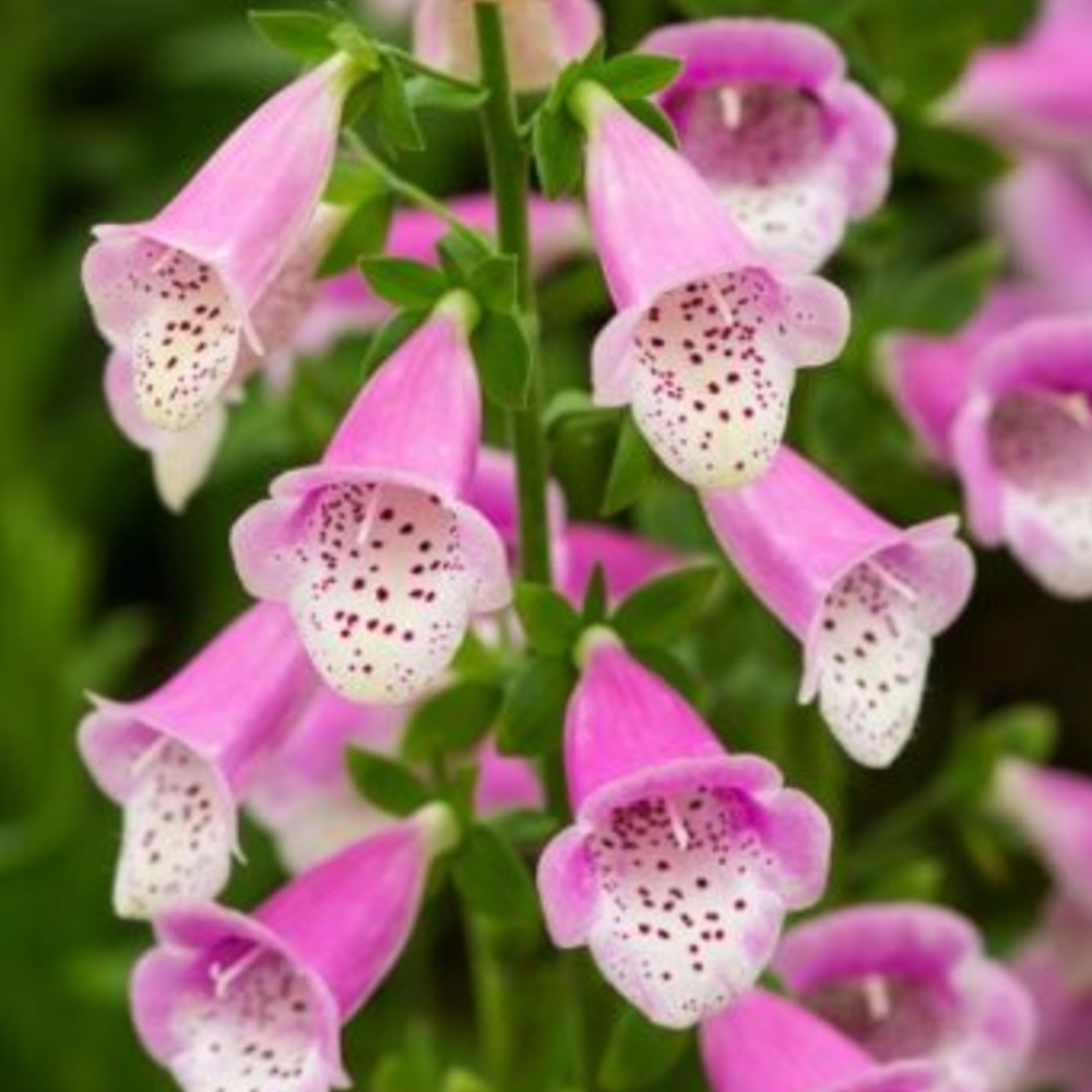 📣 Limited Supply 🌱 Stunning Foxglove Seeds
