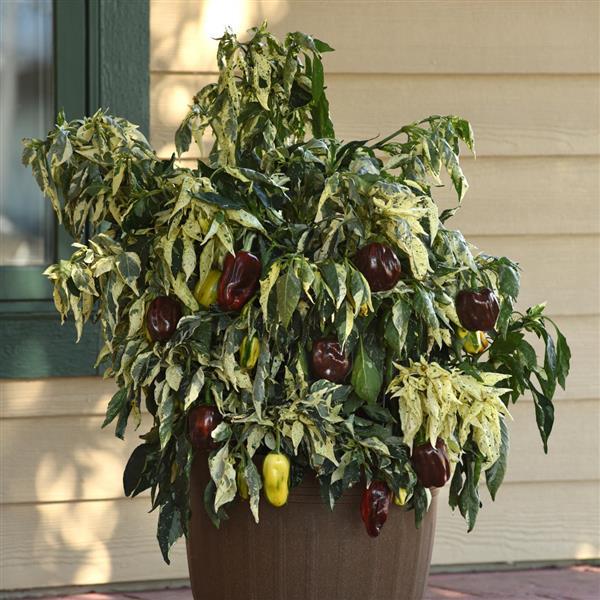 🌶️ Candy Cane Chocolate Cherry Bell Pepper Seeds