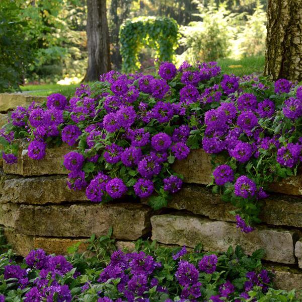 💜 Purple Moss Verbena Seeds – Ground Cover with Vibrant Blooms