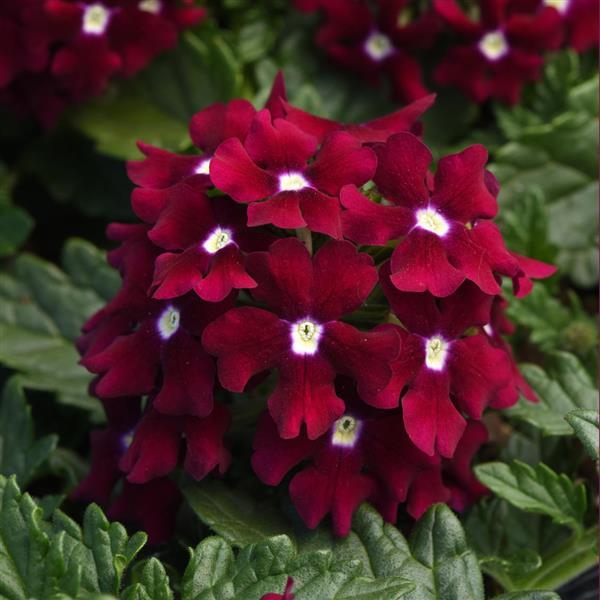 💜 Dark Purple Moss Verbena Seeds – Ground Cover with Vibrant Blooms