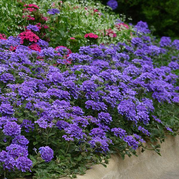 💜 Dark Purple Moss Verbena Seeds – Ground Cover with Vibrant Blooms
