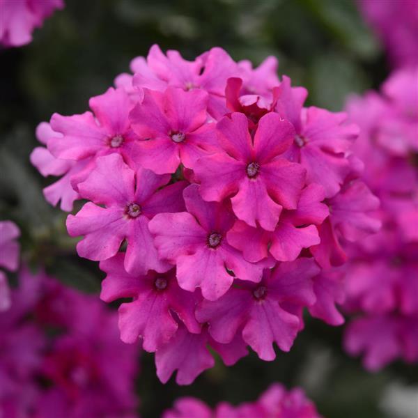 💜 Dark Purple Moss Verbena Seeds – Ground Cover with Vibrant Blooms