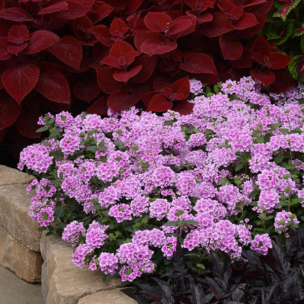 💜 Dark Purple Moss Verbena Seeds – Ground Cover with Vibrant Blooms