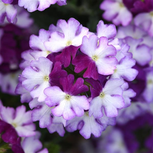 💜 Dark Purple Moss Verbena Seeds – Ground Cover with Vibrant Blooms