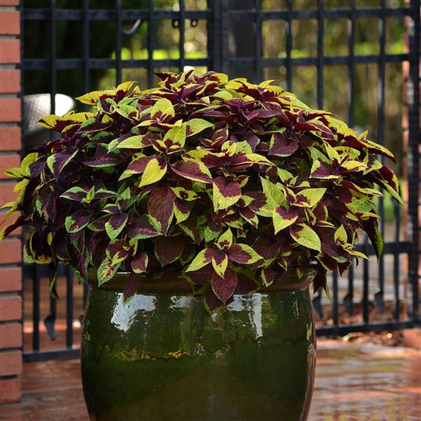 🥰Hot Selling✨Leaf Plant Coleus Seeds
