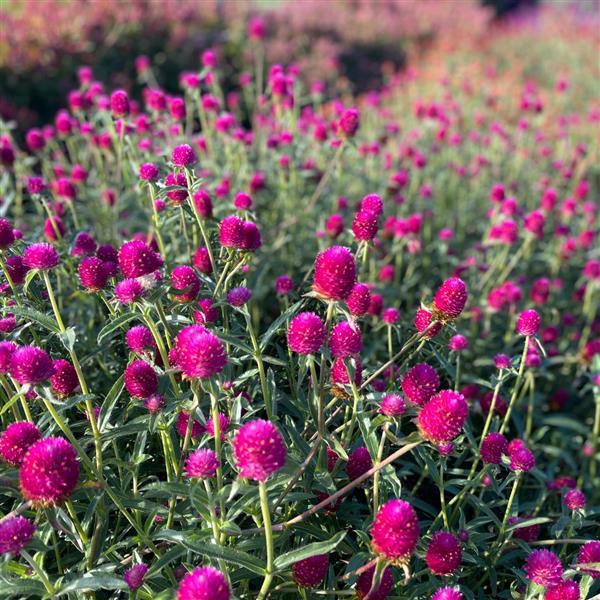 🤩New Arrival💐Gomphrena Globosa Seeds