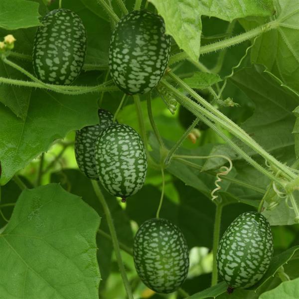 Mexican Sour Gherkin Cucumber Seeds