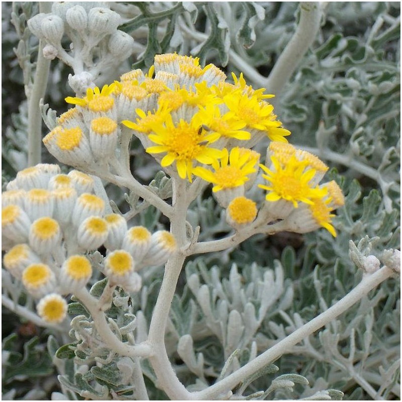 🌱☃️Snow Fairy in Summer✨Silverdust Dusty Miller Seeds