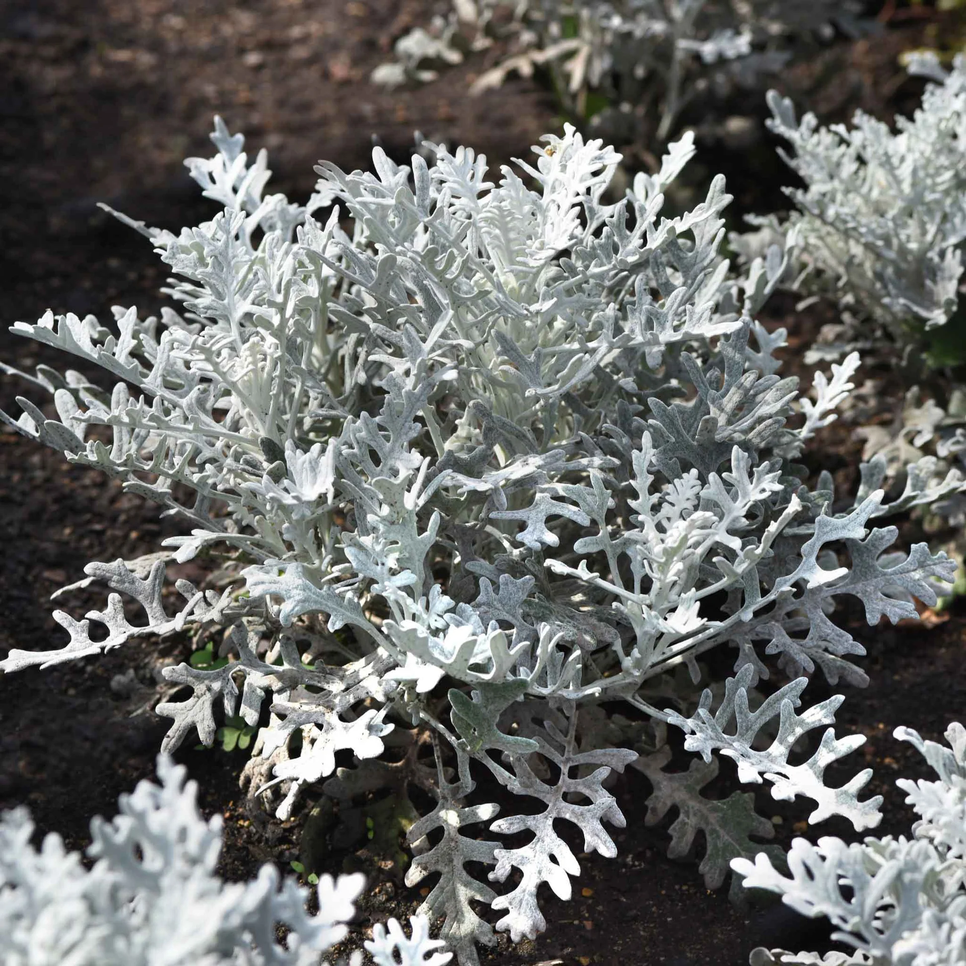 🌱☃️Snow Fairy Blooming in Summer✨Silverdust Dusty Miller Seeds