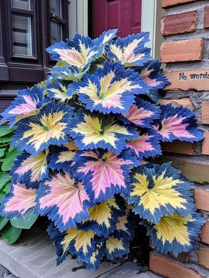 ✨ Rare Coleus – Frost-Resistant & Stunning!