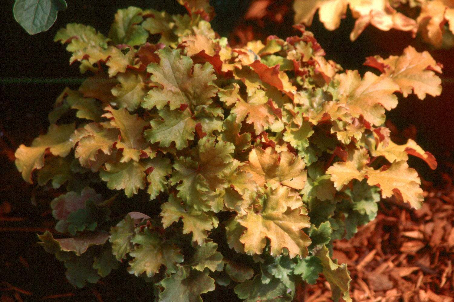 Amber Waves Heuchera causes quite a commotion | Mississippi State  University Extension Service