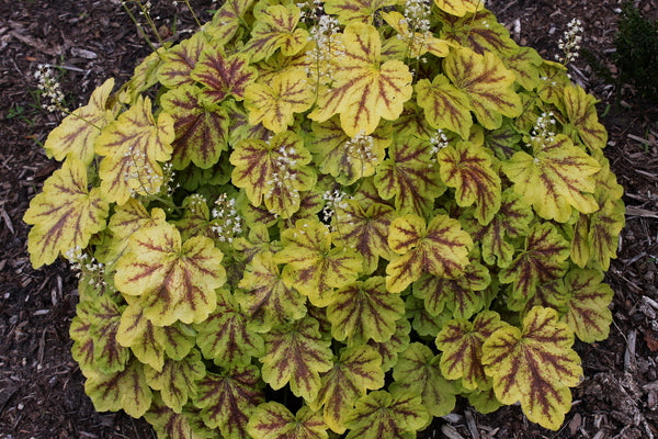 Learn about Heucherella 'Solar Eclipse' PP 23,647 | Solar Eclipse Foamy  Bells | Perennial Encyclopedia