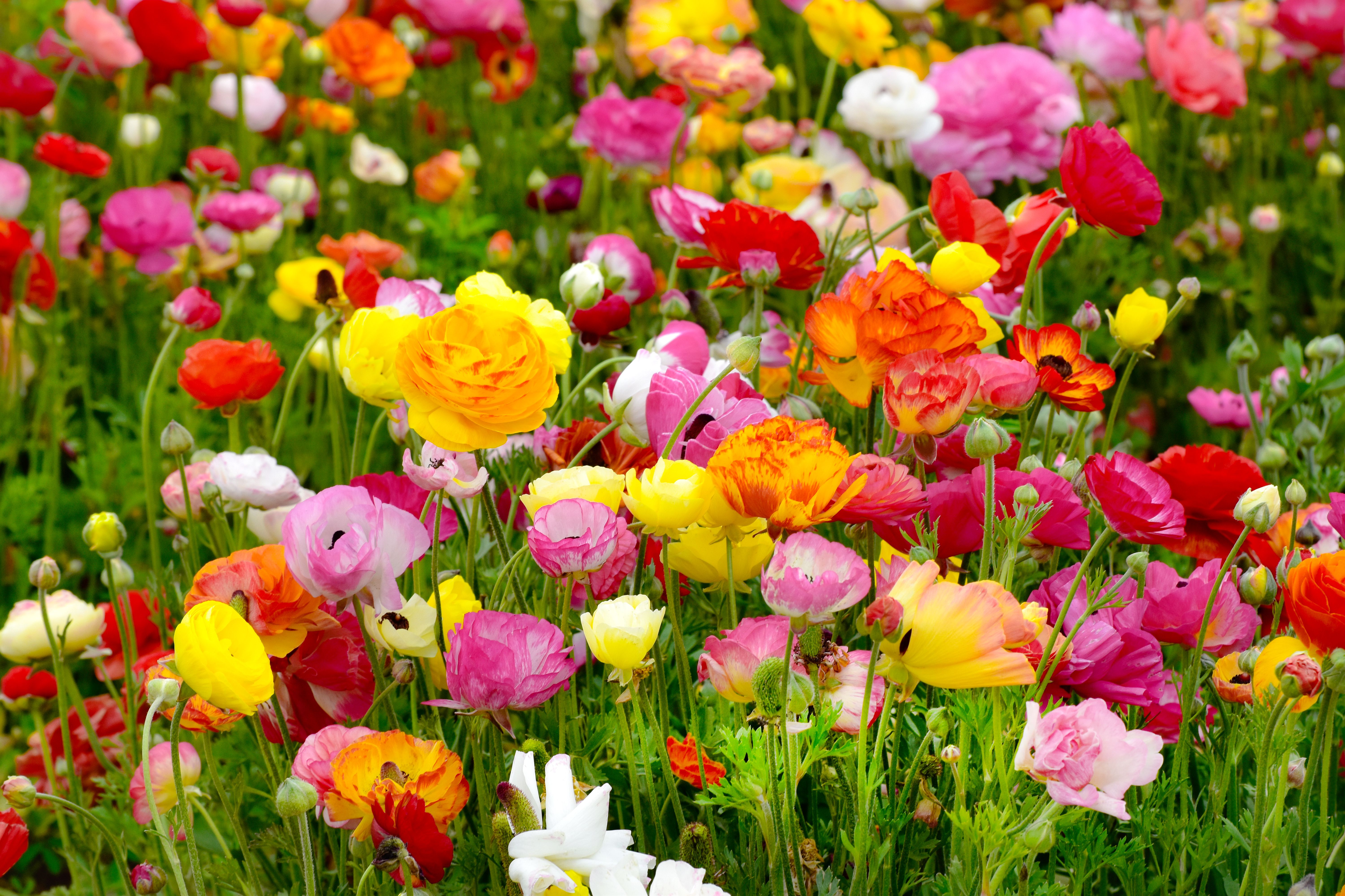 How to Plant and Grow Ranunculus