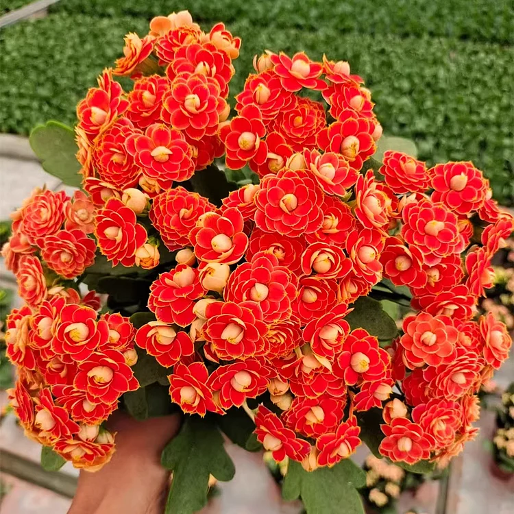 Golden Fox' Longevity Flower