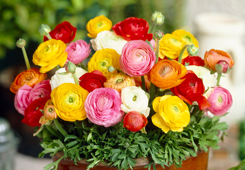 Ranunculus Asiaticus: Care Guide for Flower Indoor and Garden