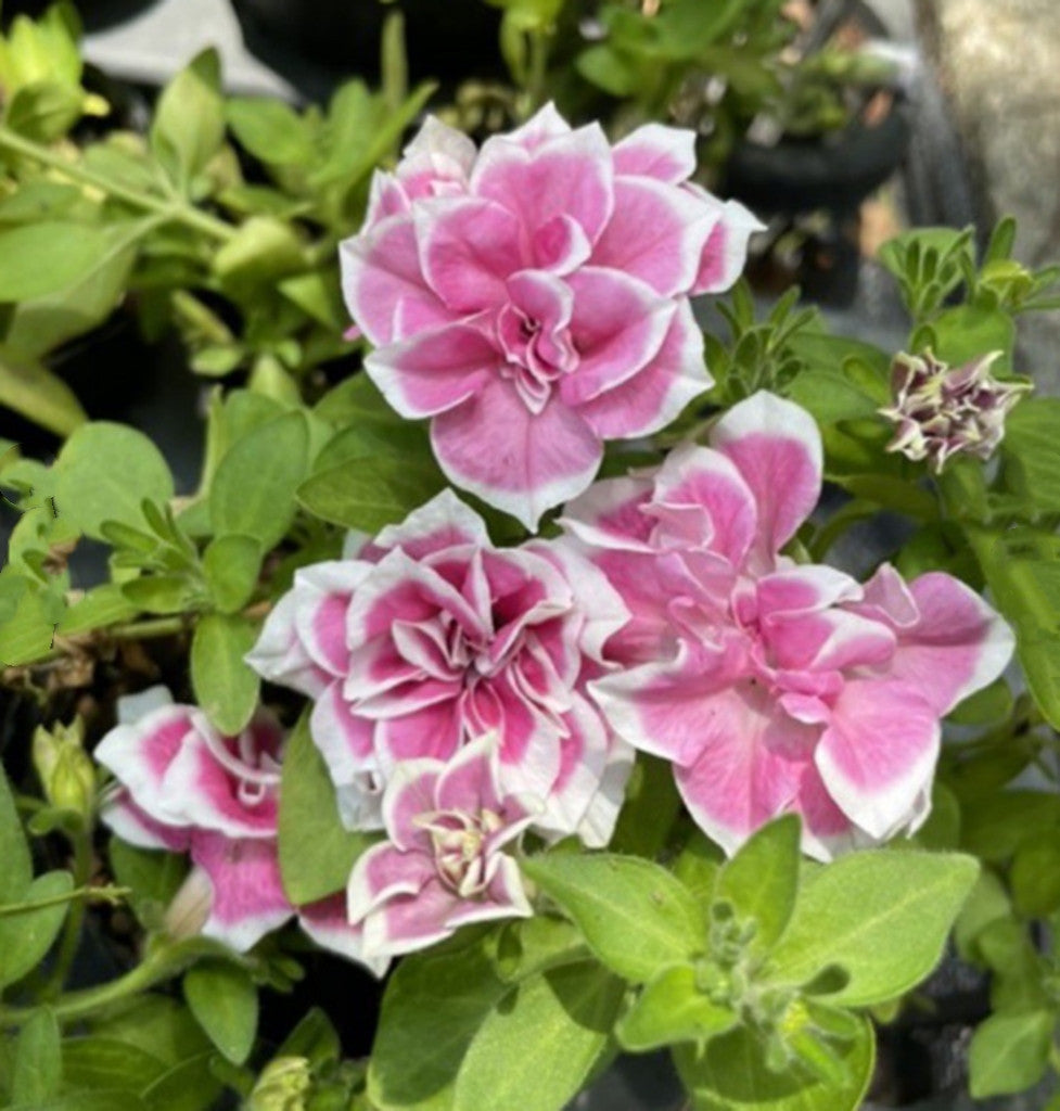 Double Petunia Morning Glory Flower Seeds