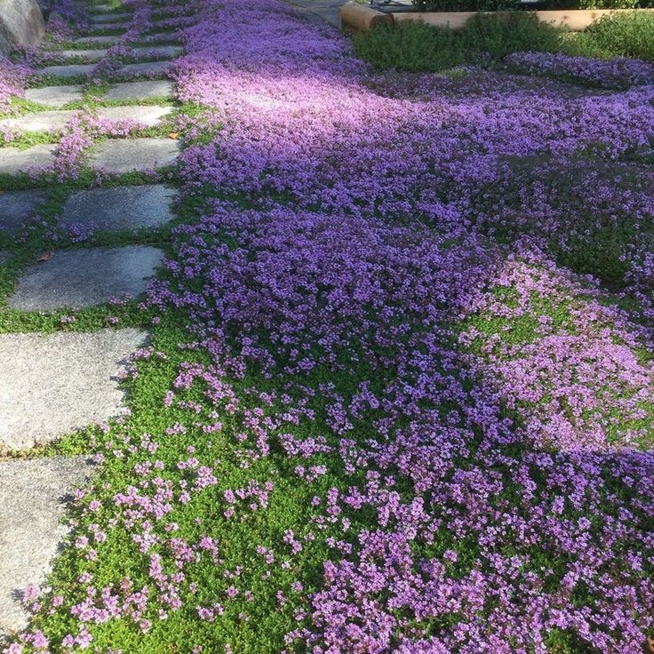 🌿Creeping Thyme Seeds: Low-Maintenance Ground Cover with Fragrant Foliage
