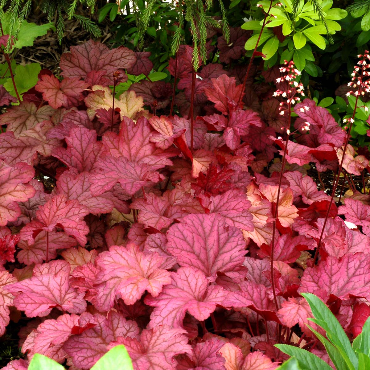 Berry Smoothie' Coral Bells (Heuchera) | Perennials &ndash; Great Garden Plants
