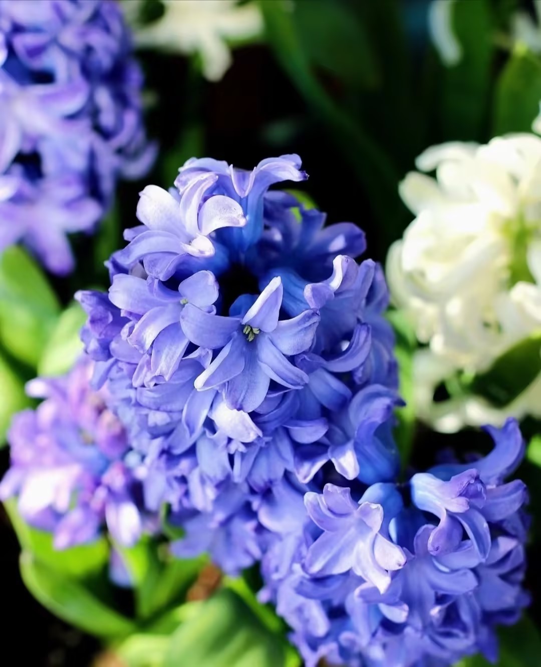 50pcs Hyacinth Seeds Mix Colors