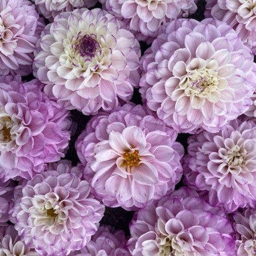 Blue Fireball Dahlia Seeds Heirlooms 15 Color