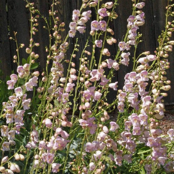 Penstemon Palmeri (Palmer's Penstemon) Seeds | Everwilde