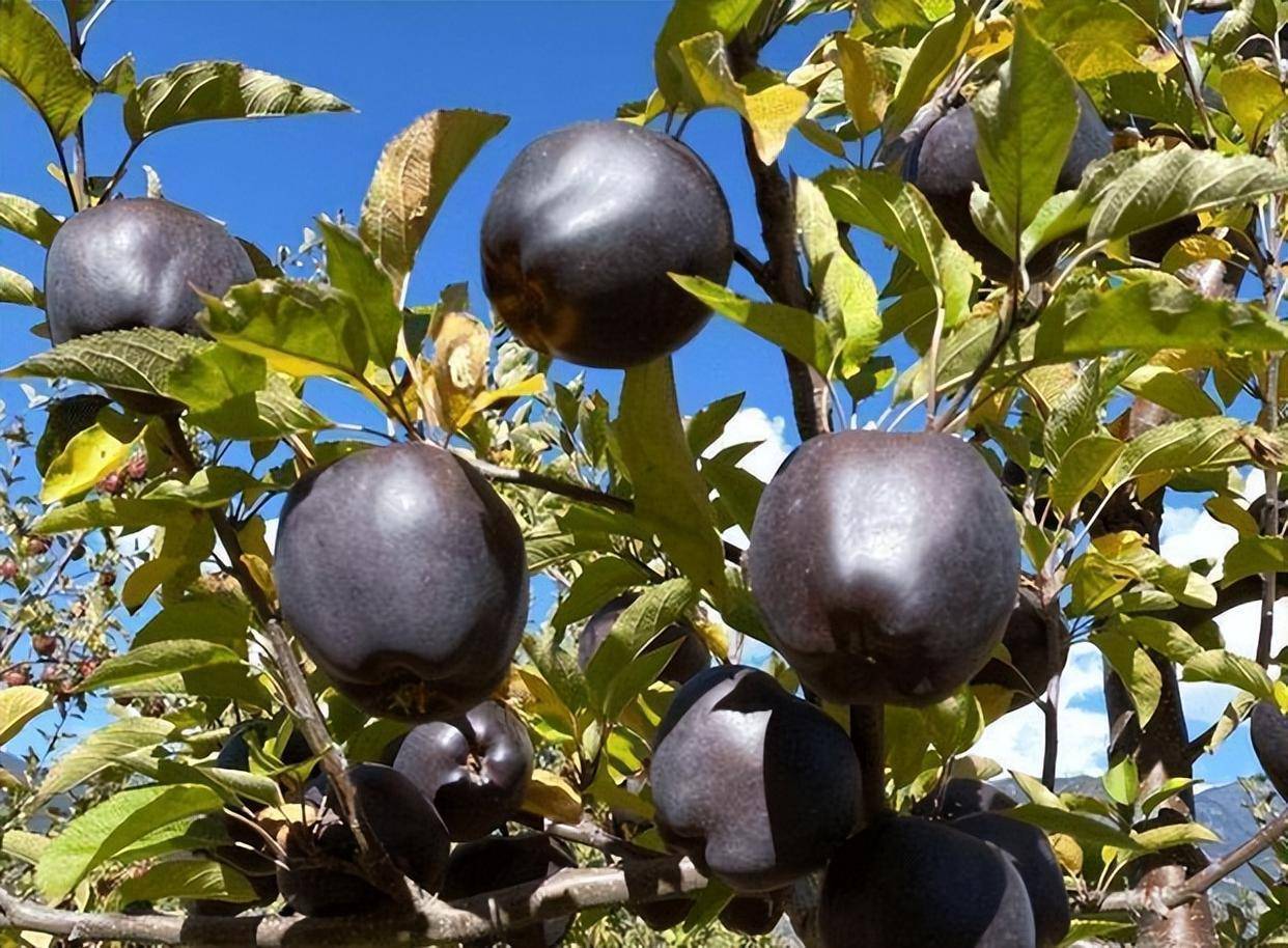 Black Diamond Apple Seeds