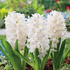 50pcs Hyacinth Seeds Mix Colors