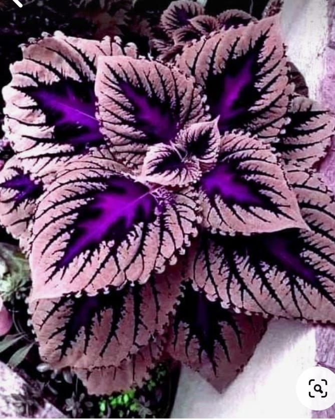 ✨ Rare Coleus – Frost-Resistant & Stunning!