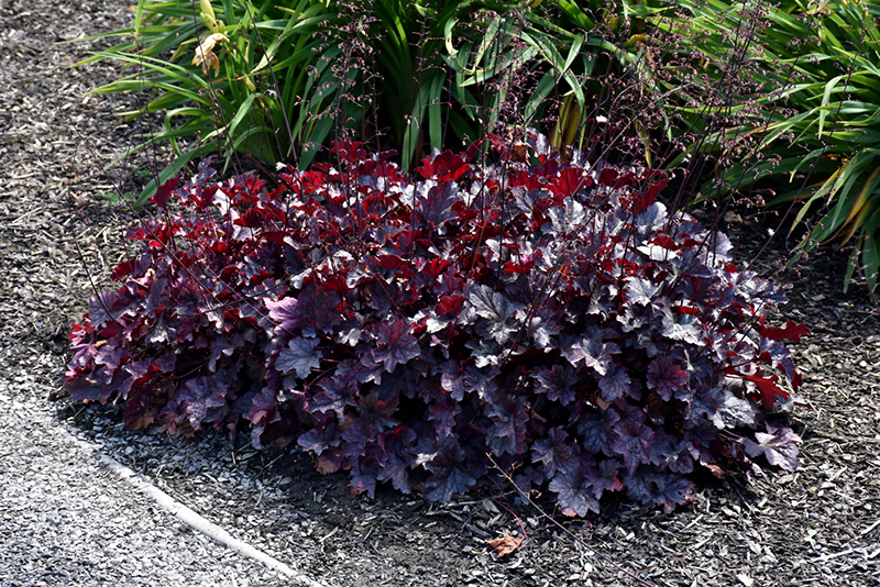 Plum Pudding Coral Bells | Bold Plum-Colored Foliage