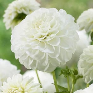 Rare Fireball Dahlia Seeds