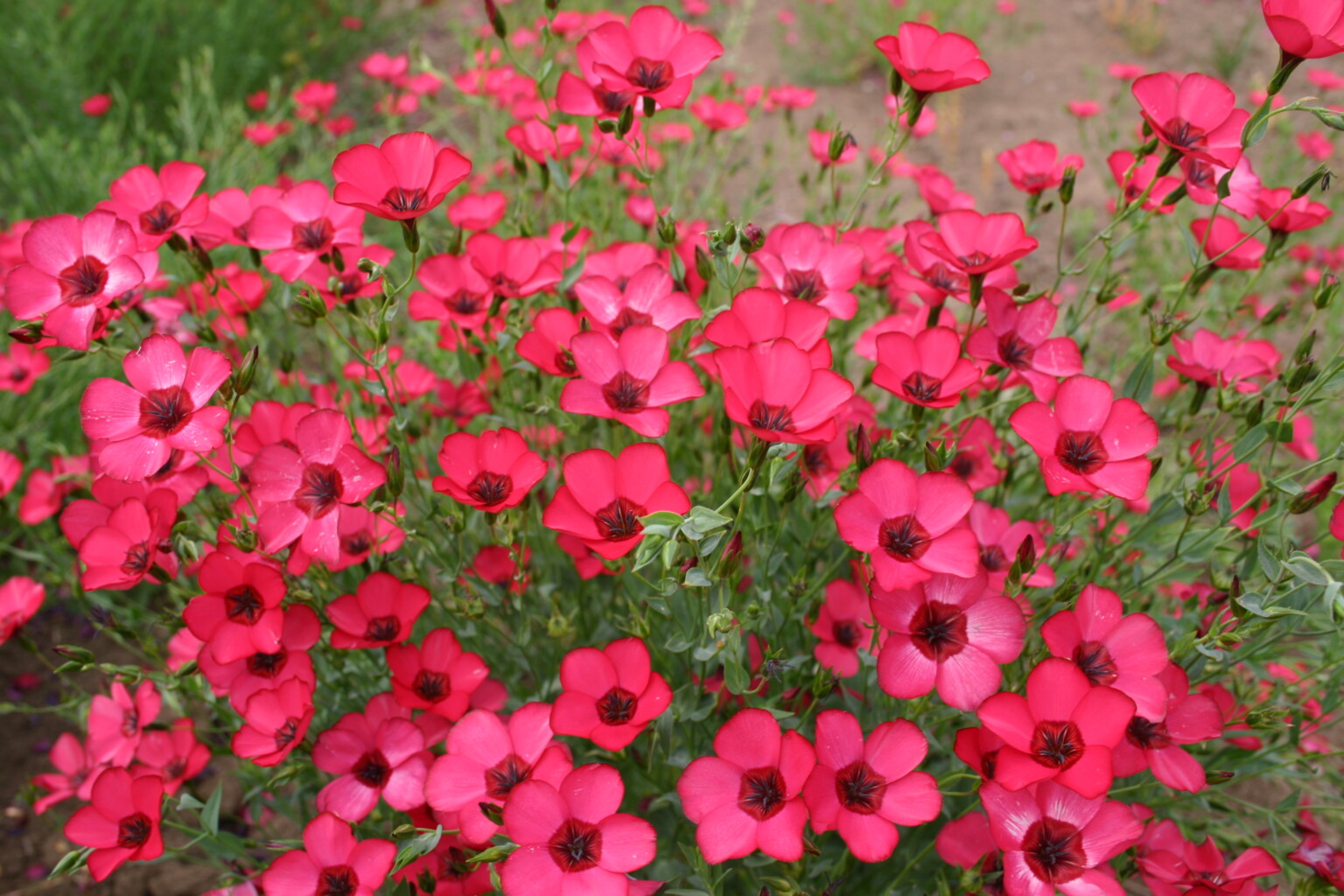 Silver Falls Seed Company - Flax - Scarlet