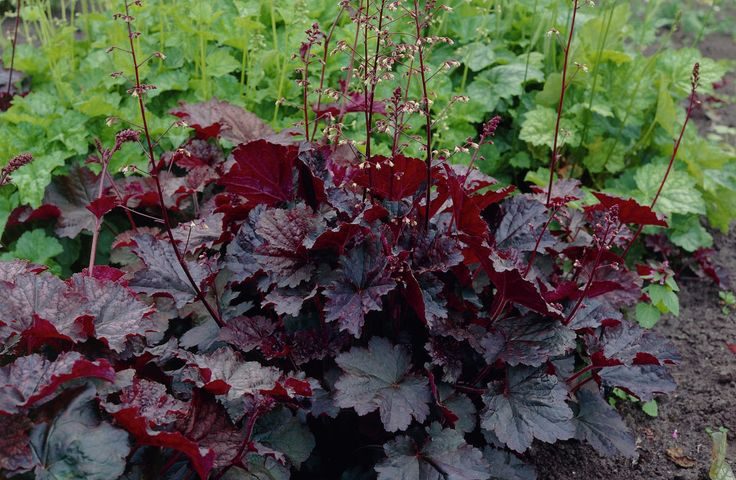 Obsidian Coral Bells &ndash; WholesalePlantDelivery.com