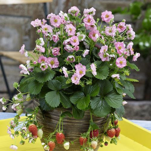 Berried Treasure Pink Flower Strawberry