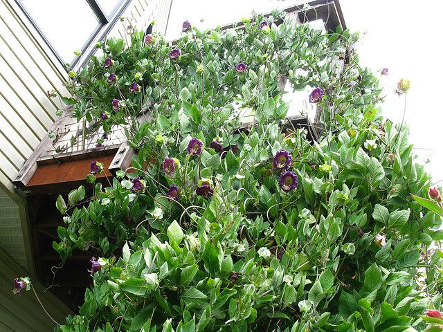 Cobaea scandens | cup and saucer vine Bedding/RHS