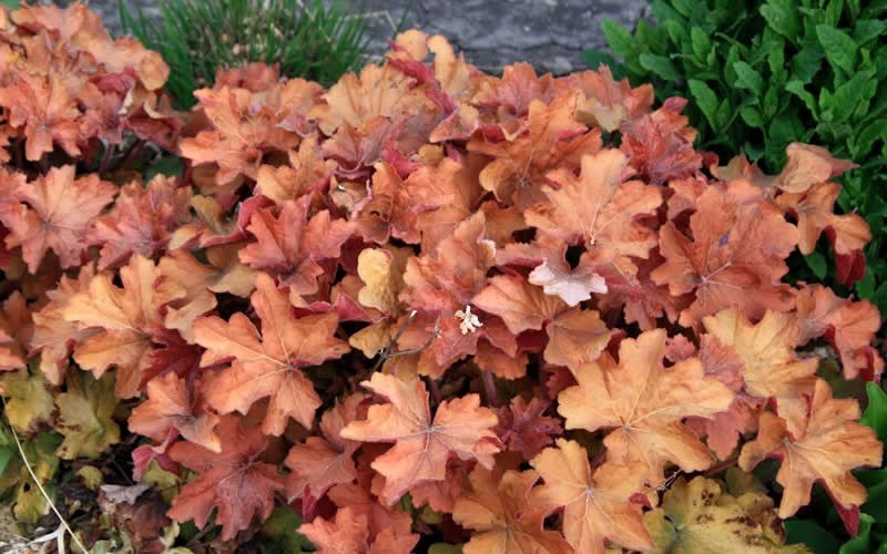 Heuchera Caramel Coral Bells - 1 Gallon - Perennial - Perennials for Spring  Color | ToGoGarden
