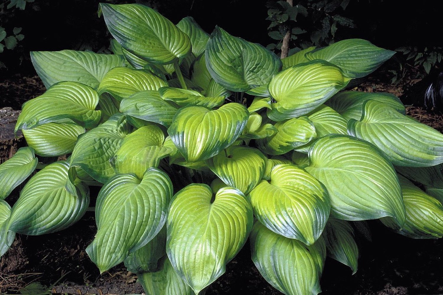 Hosta 'Guacamole' (v) &ndash; Ballyrobert Gardens
