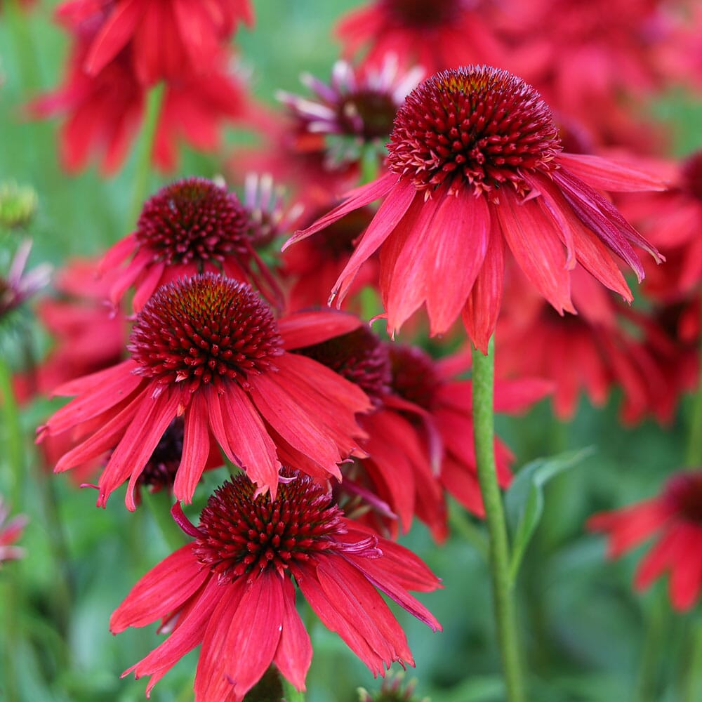 Lakota Red Coneflower