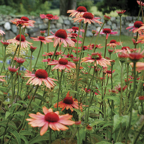 🐝 Mix Echinacea Seeds – Beautiful, Hardy & Pollinator-Friendly