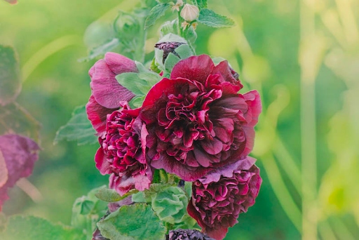 Summer HollyHock (Alcea) &mdash; Cedar Rock Gardens