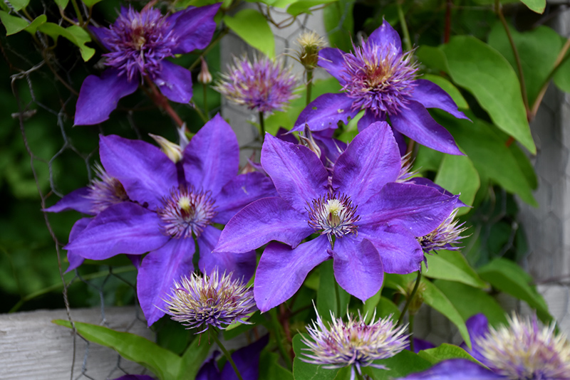 Perle d'Azur Clematis (Clematis 'Perle d'Azur') in Vancouver Victoria  Burnaby Penticton Coquitlam British Columbia BC at GardenWorks