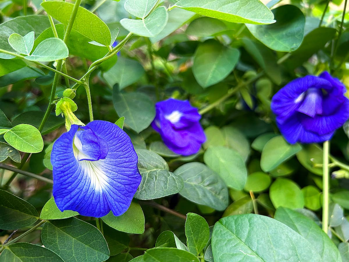 Edible Flower: Blue Butterfly Pea - Dengarden
