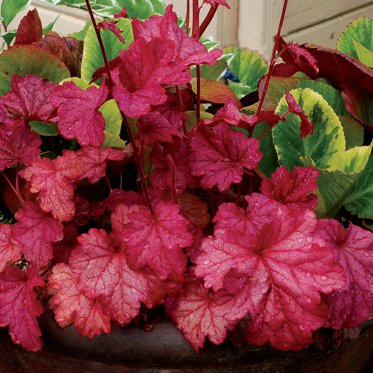 Heuchera 'Berry Smoothie' | TERRA NOVA&reg; Nurseries, Inc.