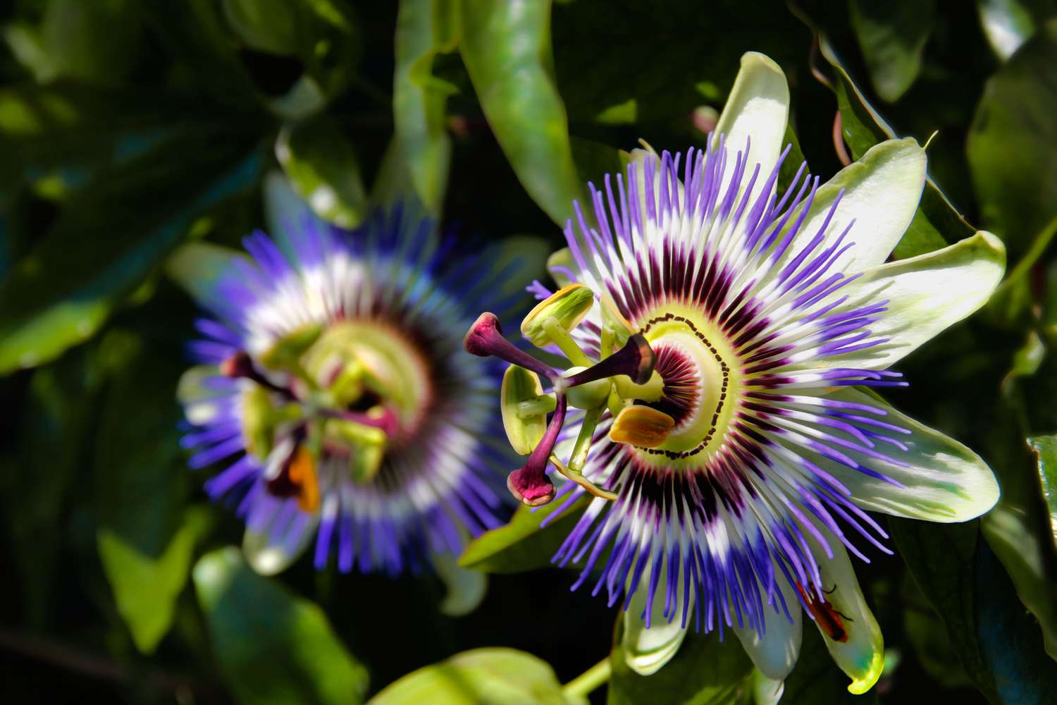 Passionflower and Its Uses for Anxiety and Sleep