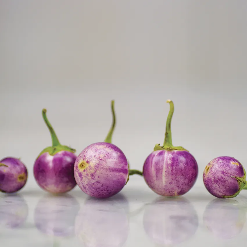 Thai Lavender Frog Egg Eggplant Seeds