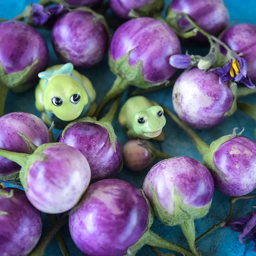 Thai Lavender Frog Egg Eggplant Seeds