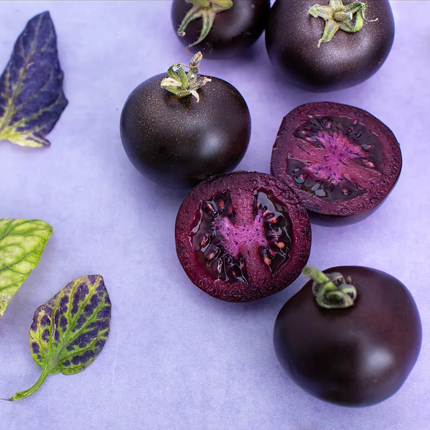 Purple Galaxy Tomato Seeds