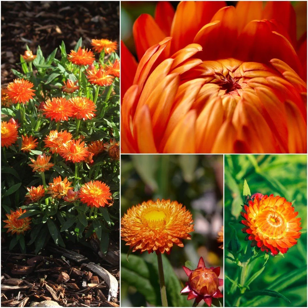 Strawflower Seeds Xerochrysum Bracteatum