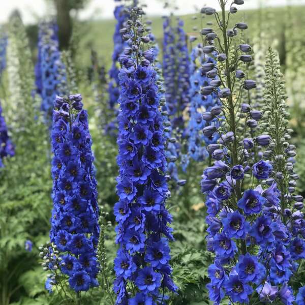💙Blue Buccaneers Delphinium Seeds