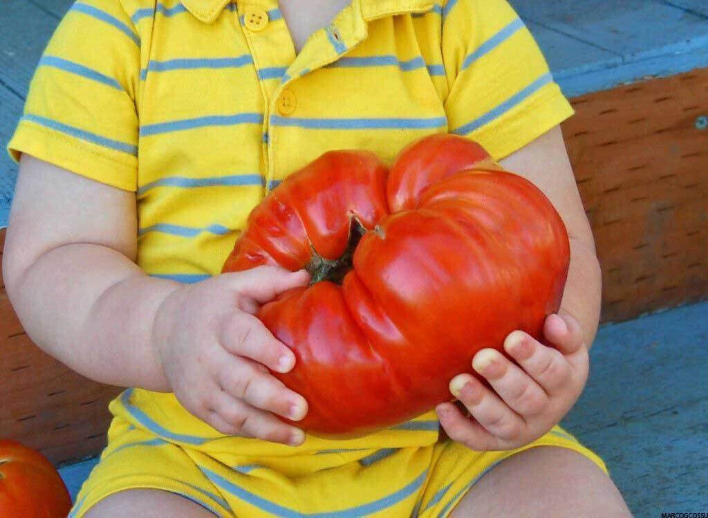 BIG ZAC TOMATO - GIANT TOMATO, FRUITS UP TO 3.0KG, 50 SEEDS + FREE | eBay